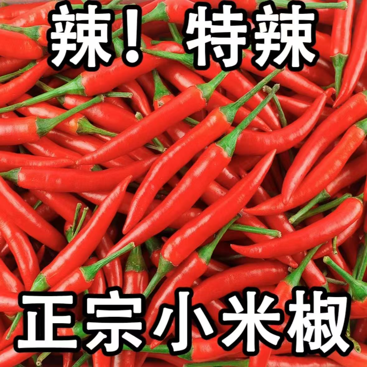 云南新鲜现摘特辣小米椒可用于餐饮可做剁椒泡椒