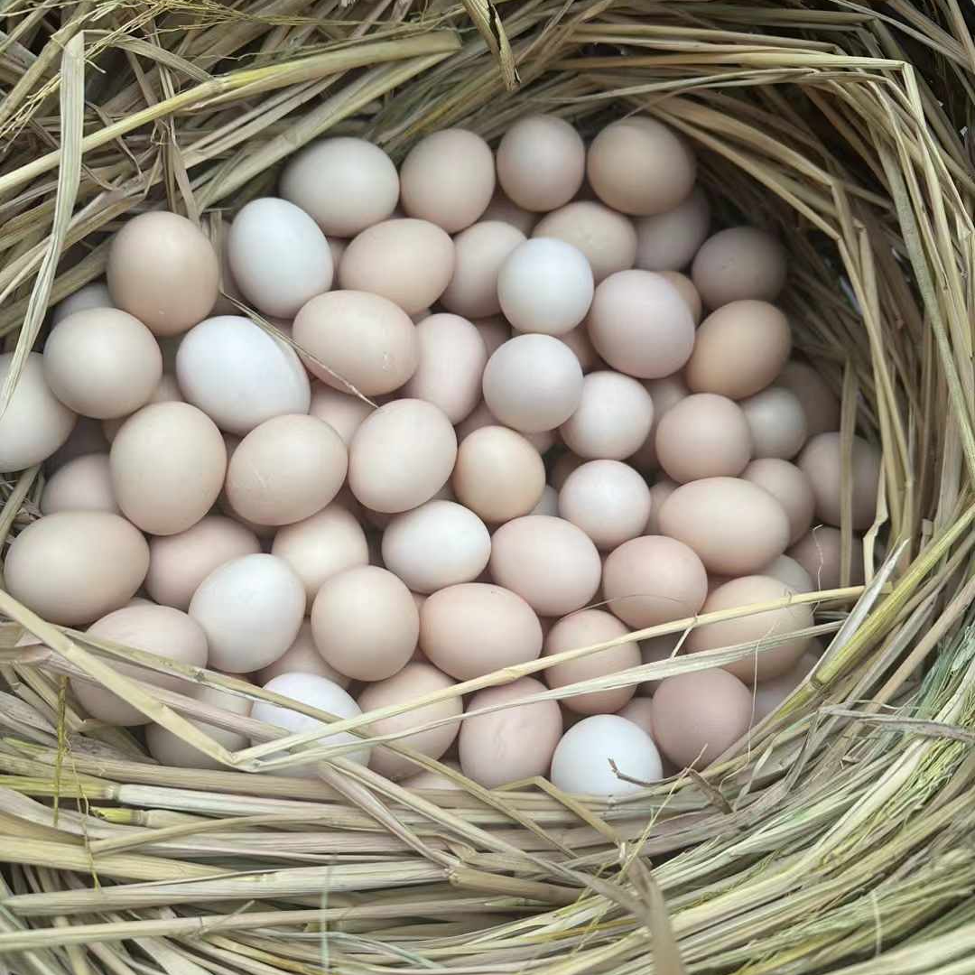 【包邮到家】湘西凤凰古城苗家纯粮食喂养土鸡蛋白浓稠黄紧凑自然香