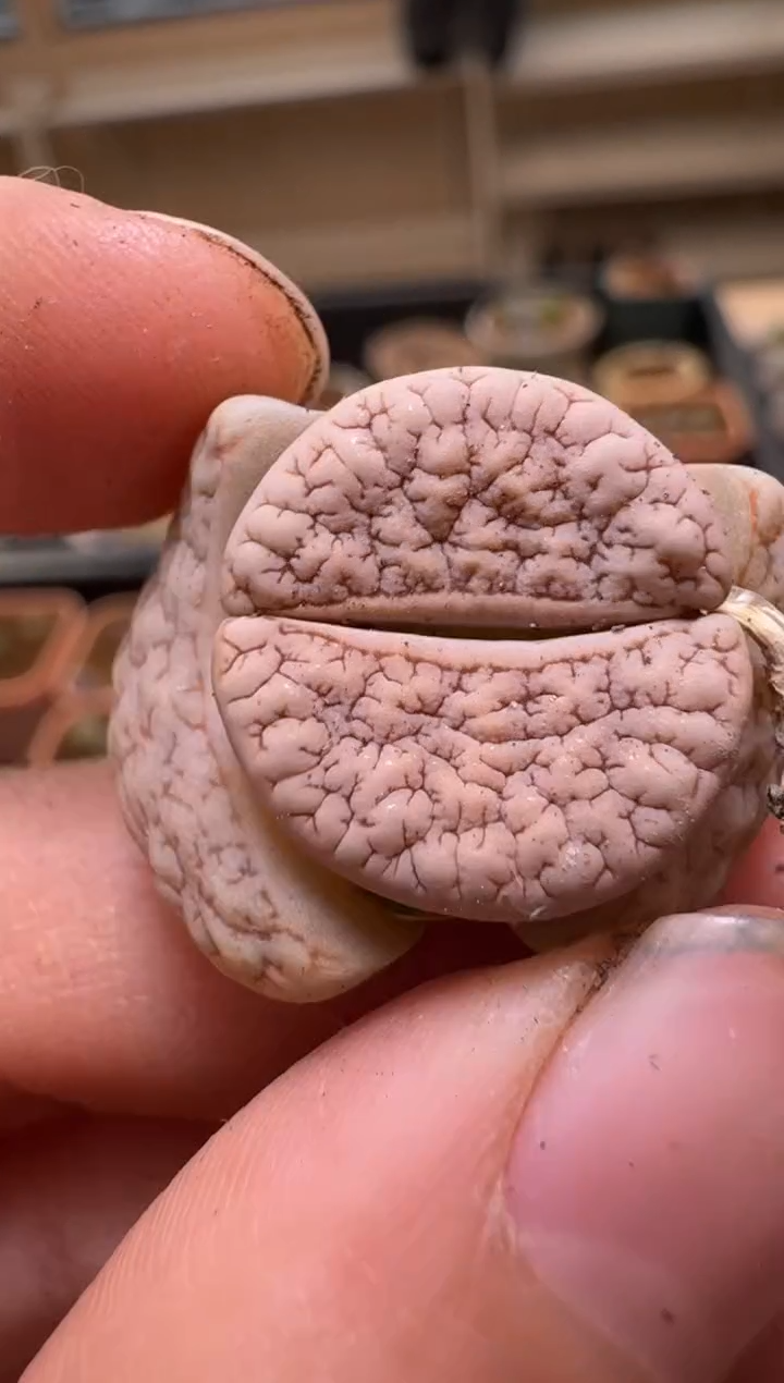 【闪购商品】2/4-275