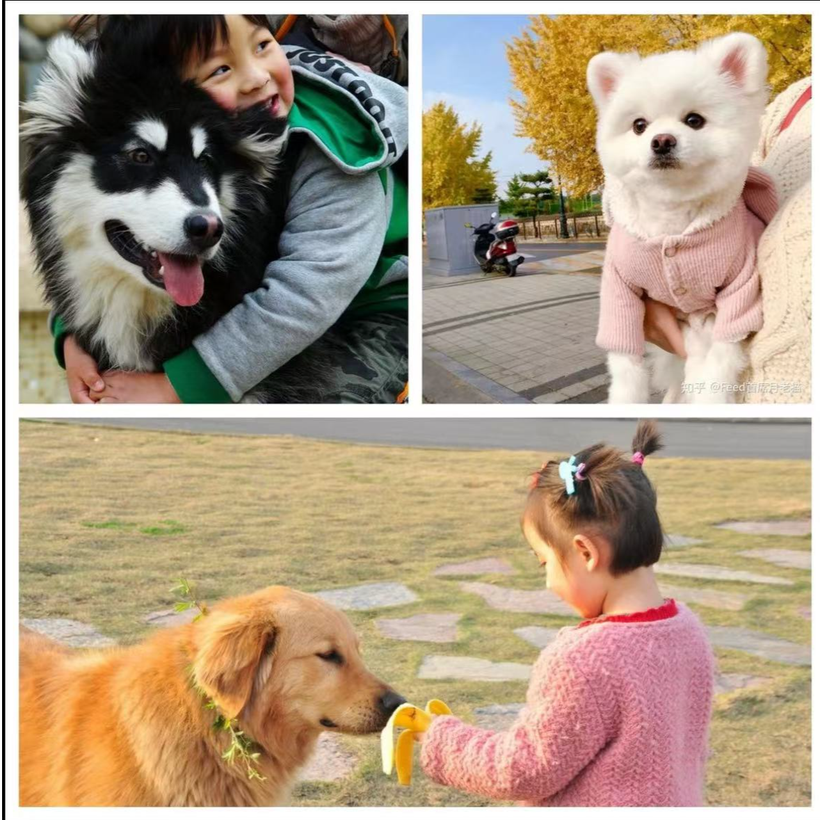 宠物狗狗相片相框萌宠相册专属定制链接