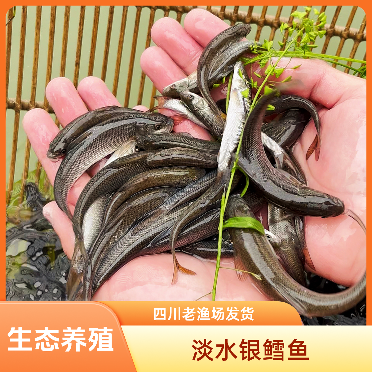 四川 淡水银鳕鱼 淡水养殖