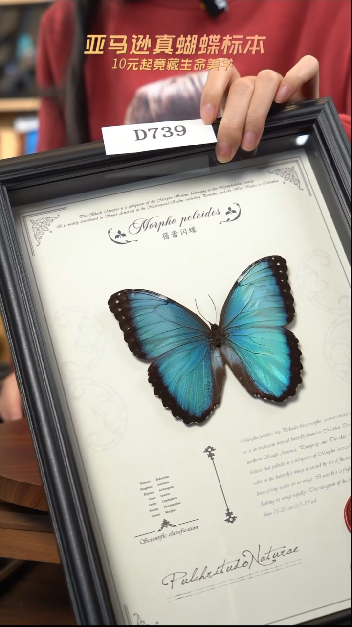 蝴蝶标本摆件竞拍d739