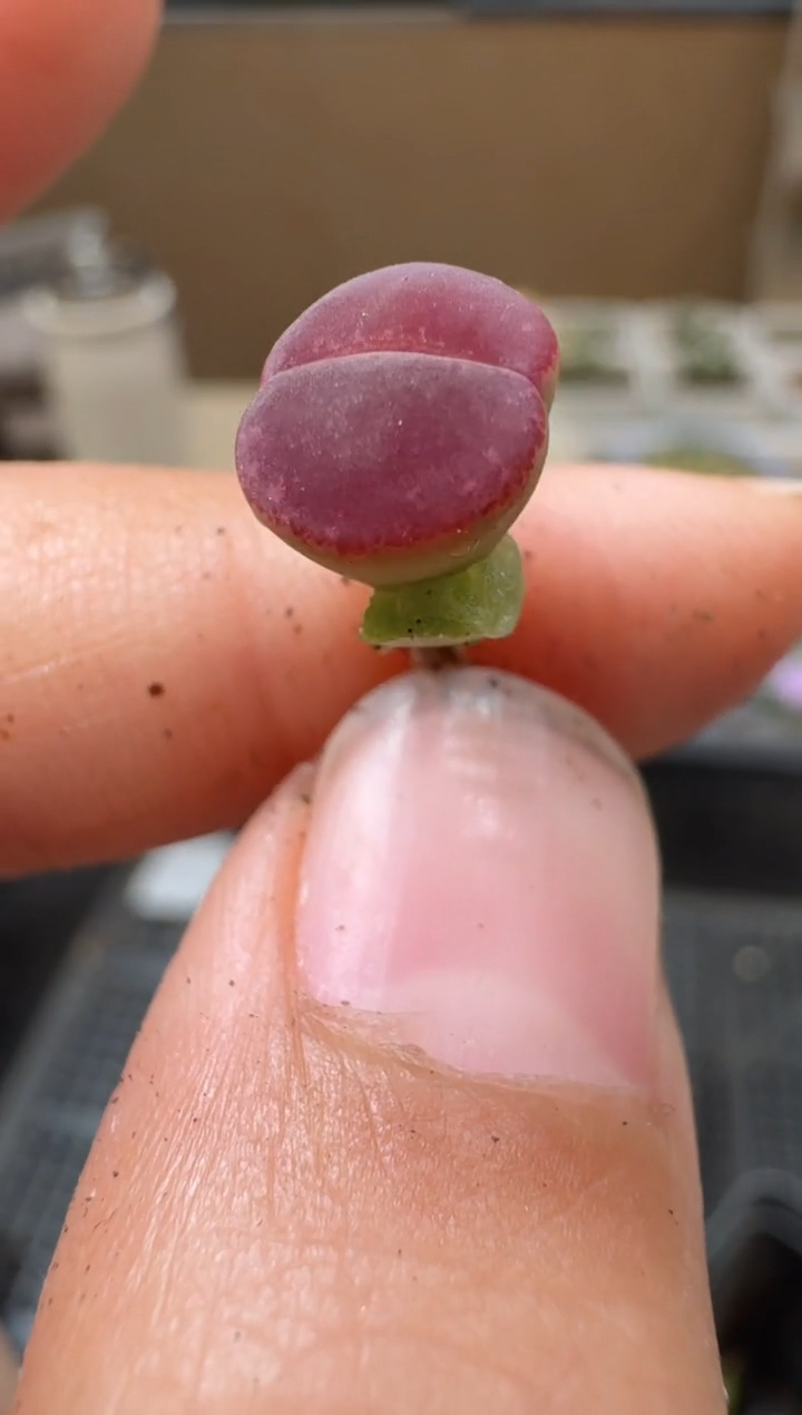 l****蔡10-49多肉植物肉锥
