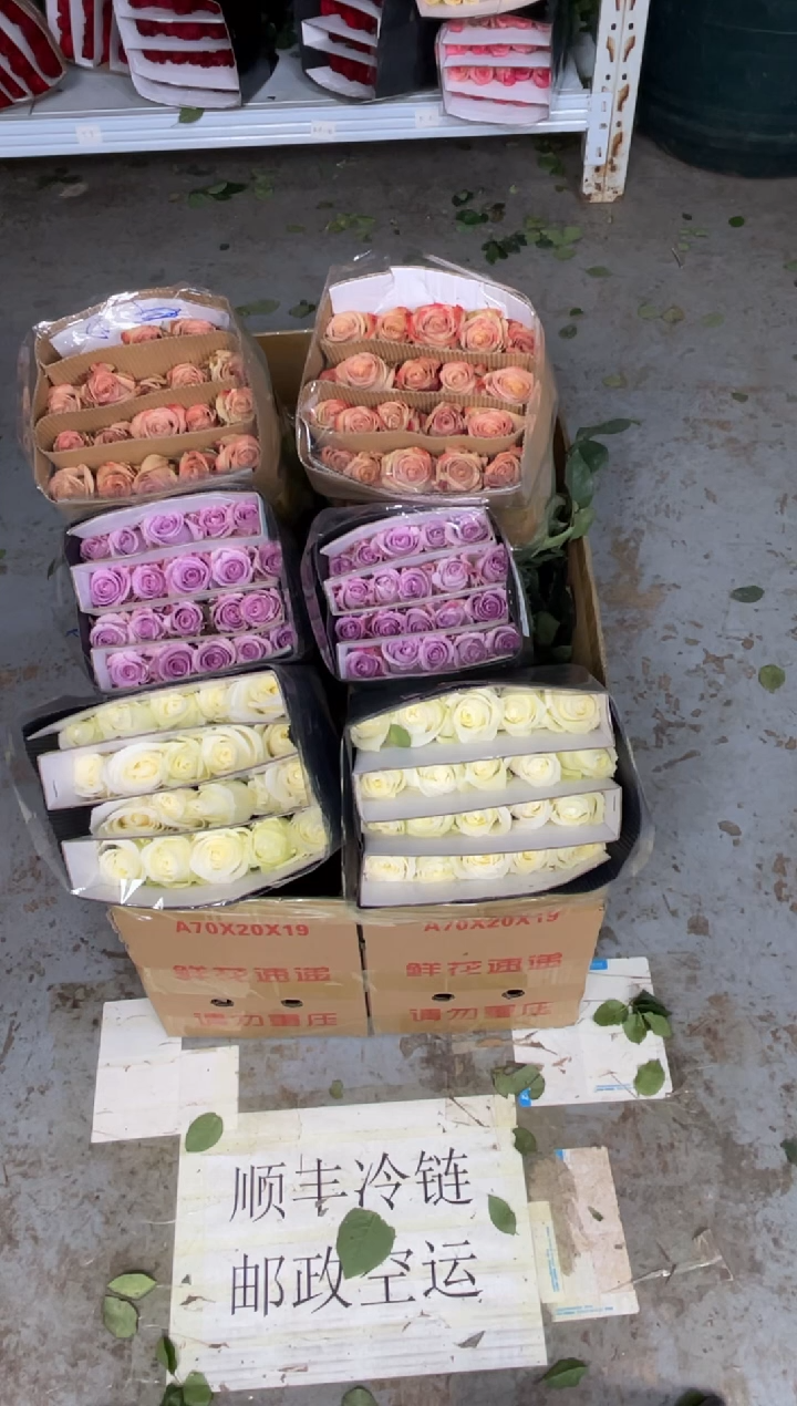 骄傲20枝+海洋之歌20枝+卡布20枝