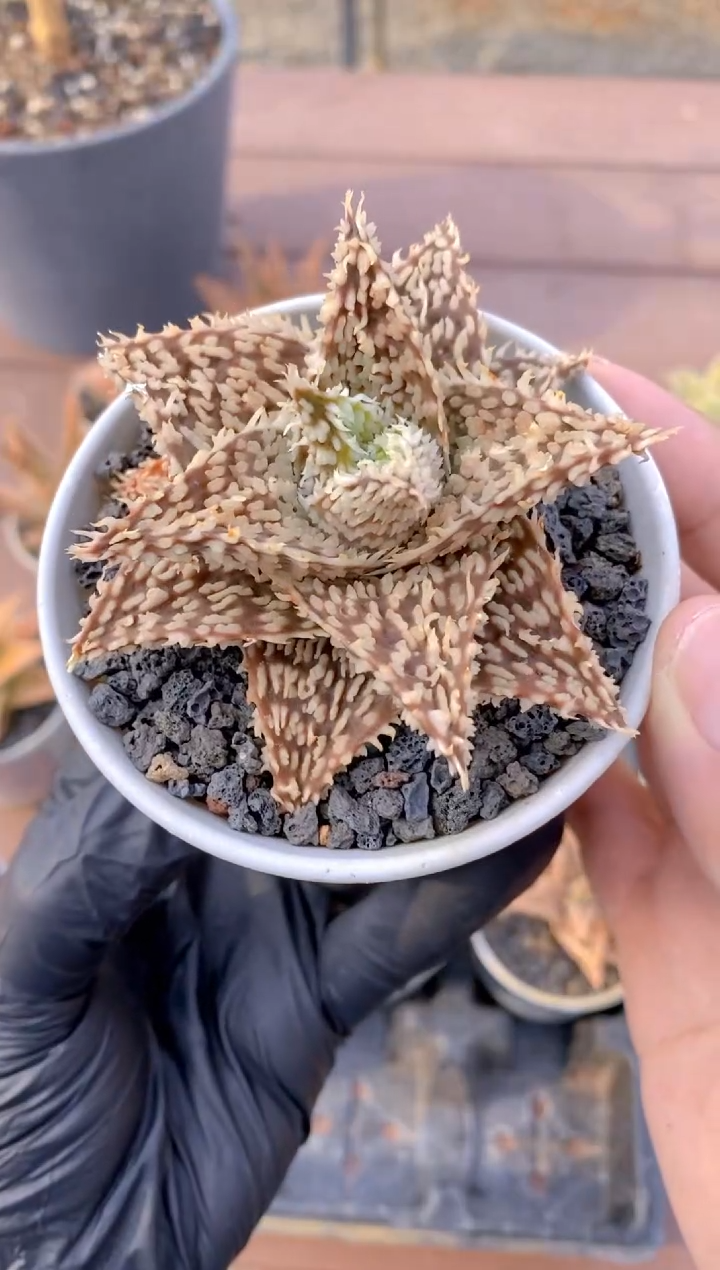 【闪购商品】园艺芦荟wl224FB-124