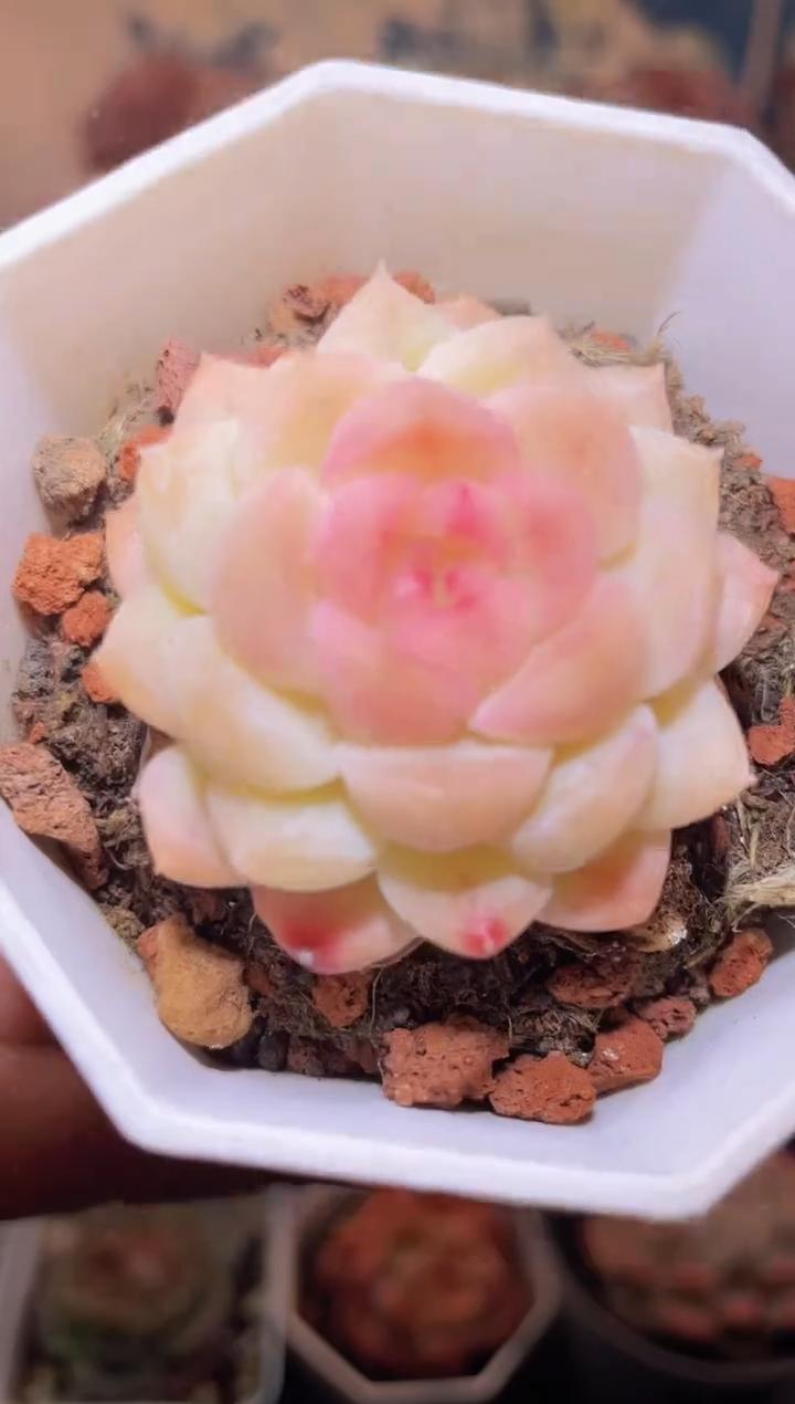 【闪购商品】075蜡像