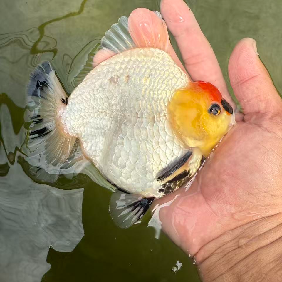 【正和原泰金鱼】泰国NK渔场纯血统繁殖F1苗（运费到付）