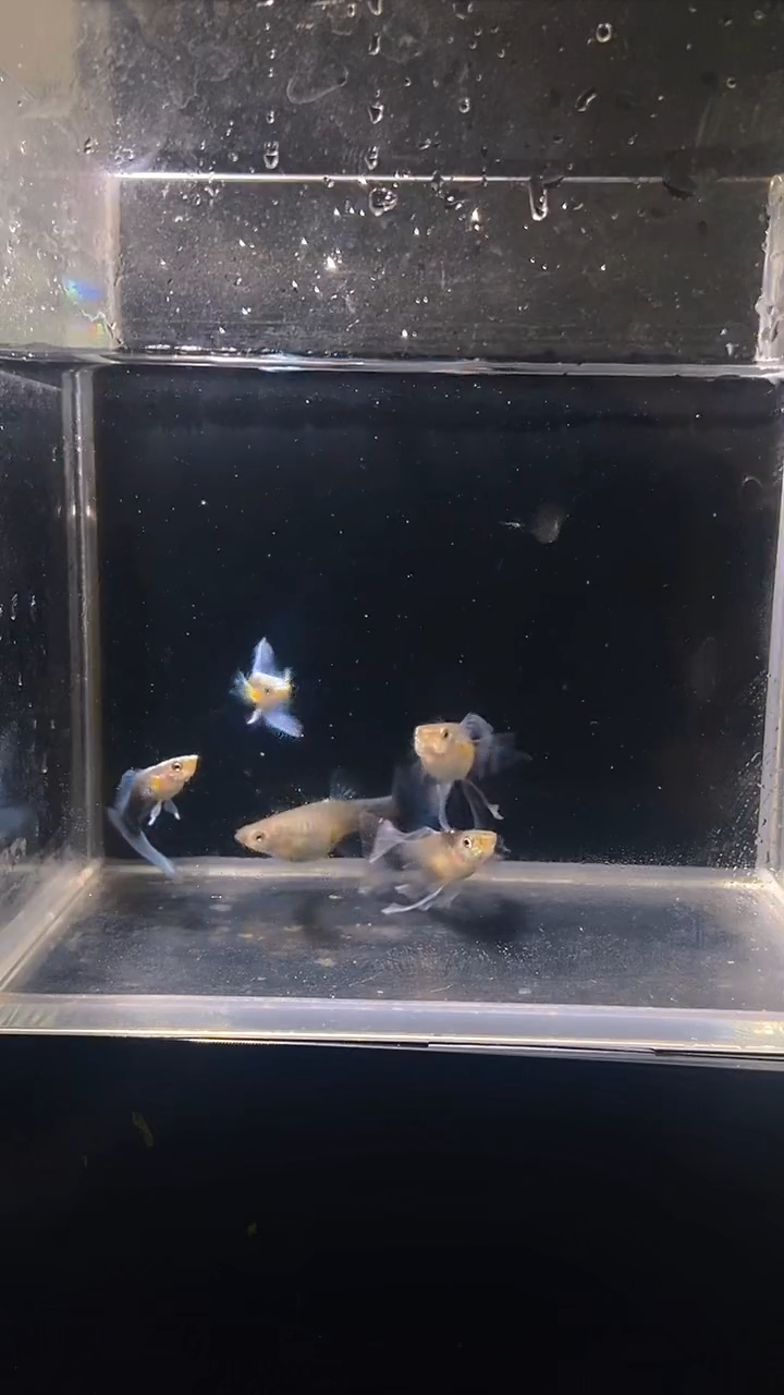 孔雀鱼蓝礼服绣球2对6