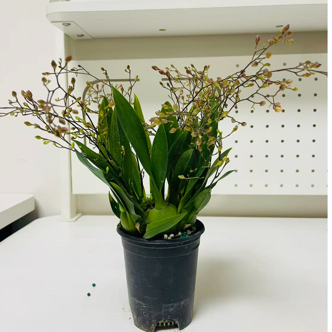 【道哥严选】水型浓香型梦香兰带花苞发货 耐寒易养护七个花剑以上