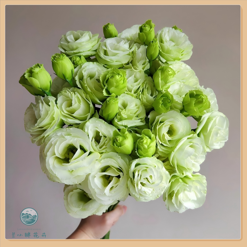【兰小胖】精选A级-浅绿色洋桔梗800g装 新鲜发货超长花期顺丰发货 