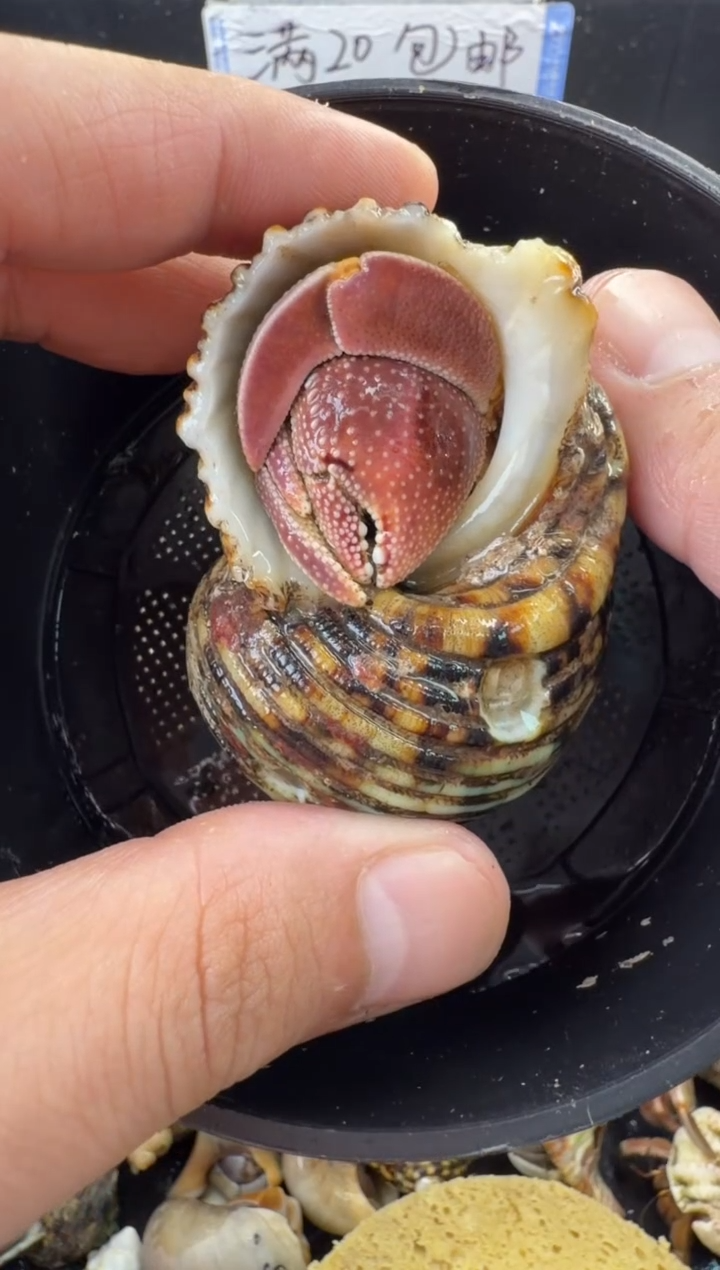 2.8口彩灰一只，不包全品