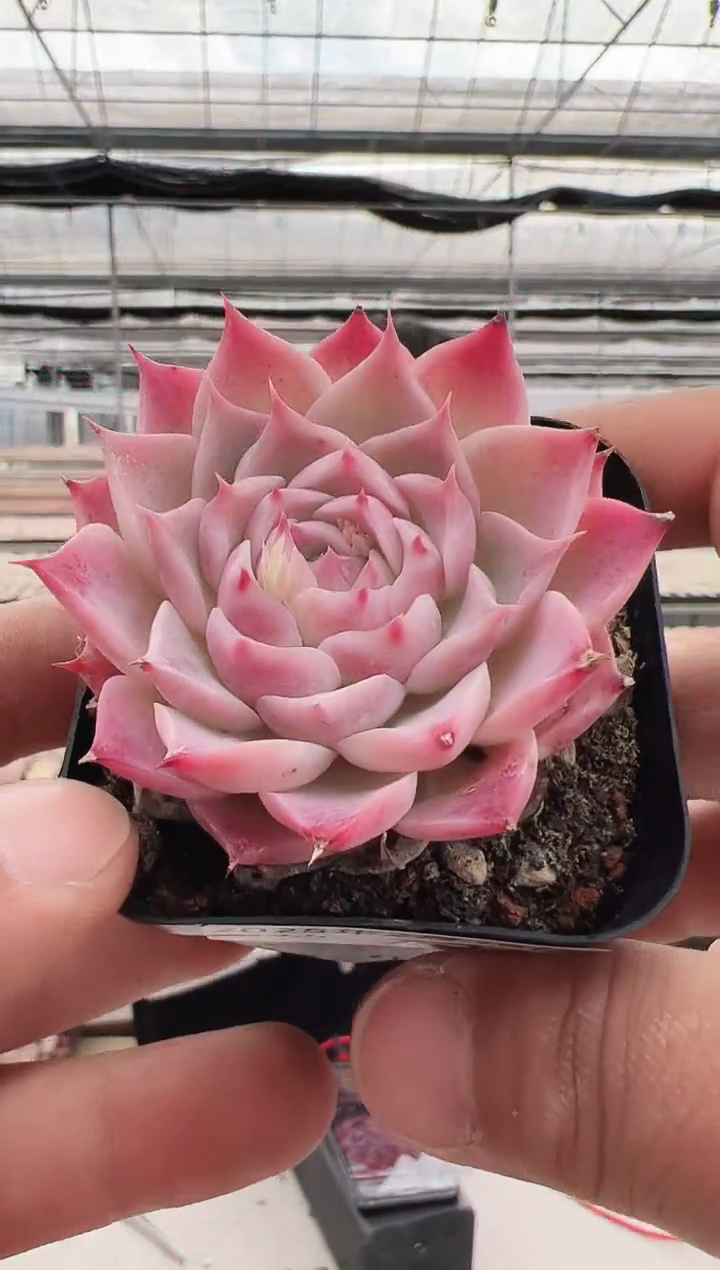 【闪购商品】新款多肉-93