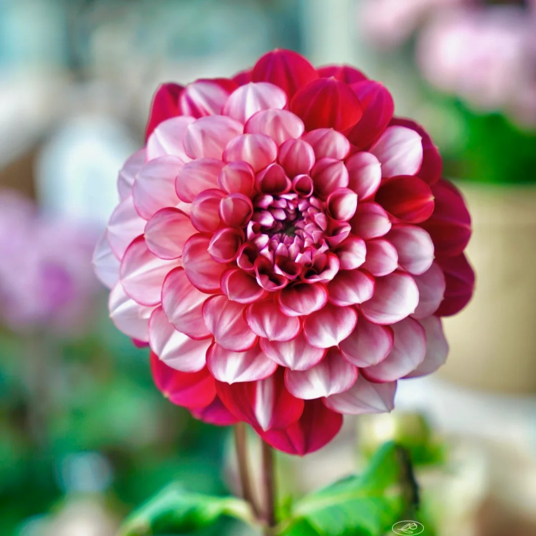 【二乔大丽花】花卉带花苞四季开花适合阳台庭院种植