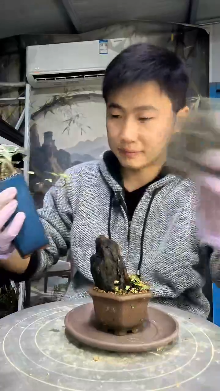 胡*树中青园艺一物一拍花426