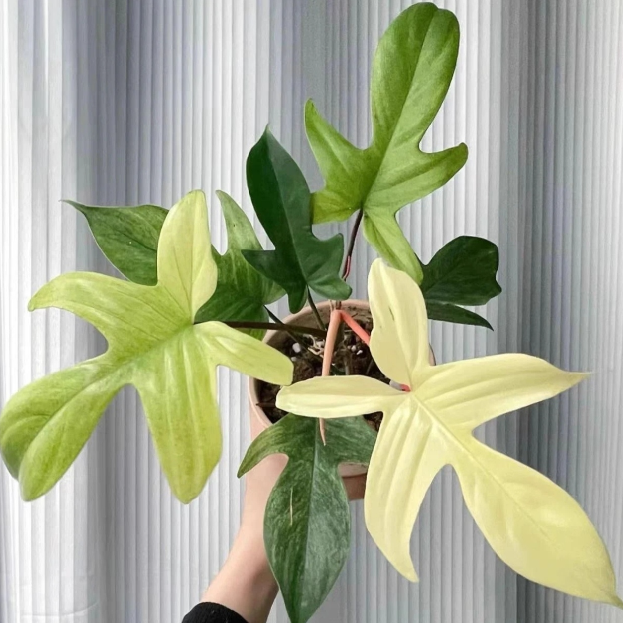 【幽灵飞机】弗罗里达幽灵飞机蔓绿绒室内观叶绿植盆栽耐看好养