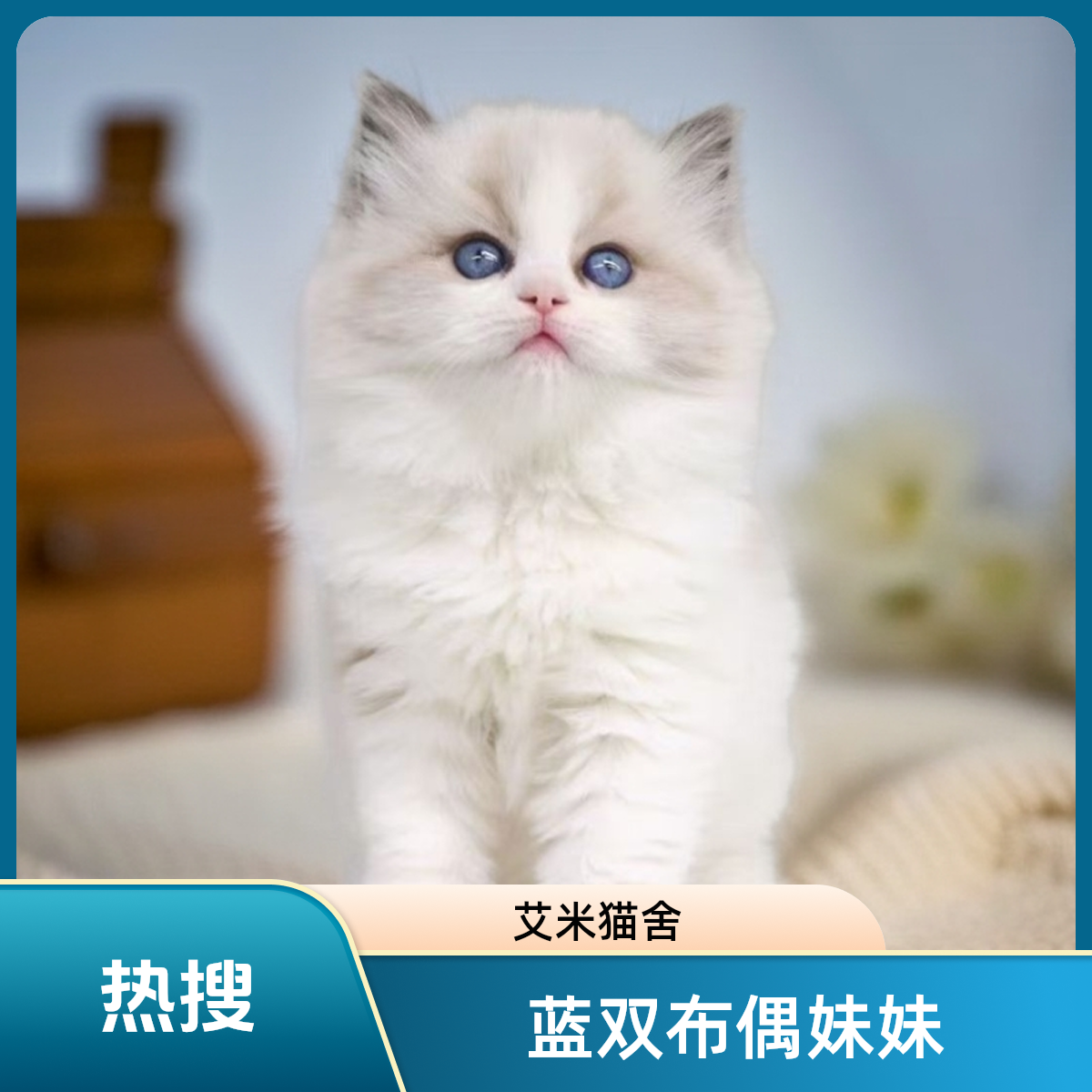 布偶小母猫妹妹猫猫两个月海豹双色超级甜拍前可咨询客服改运费