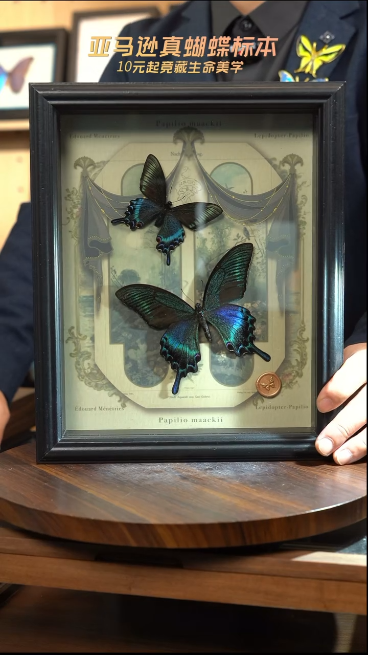 绿带翠凤蝶春夏型组合复古窗花款