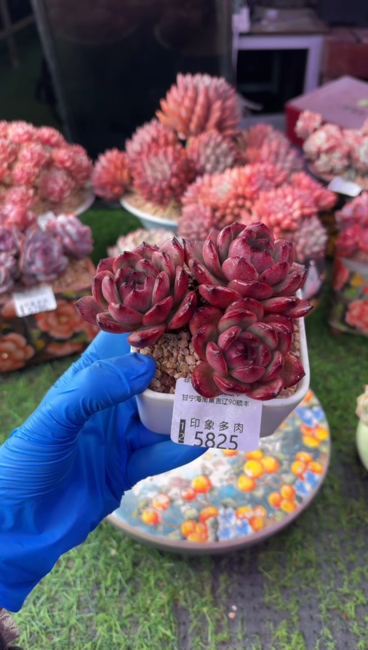 昆明印象多肉5825