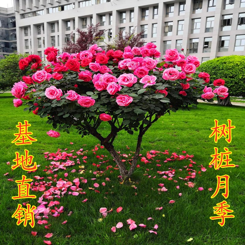 高档树桩月季棒棒糖玫瑰树状月季大花浓香四季开花别墅庭院花卉