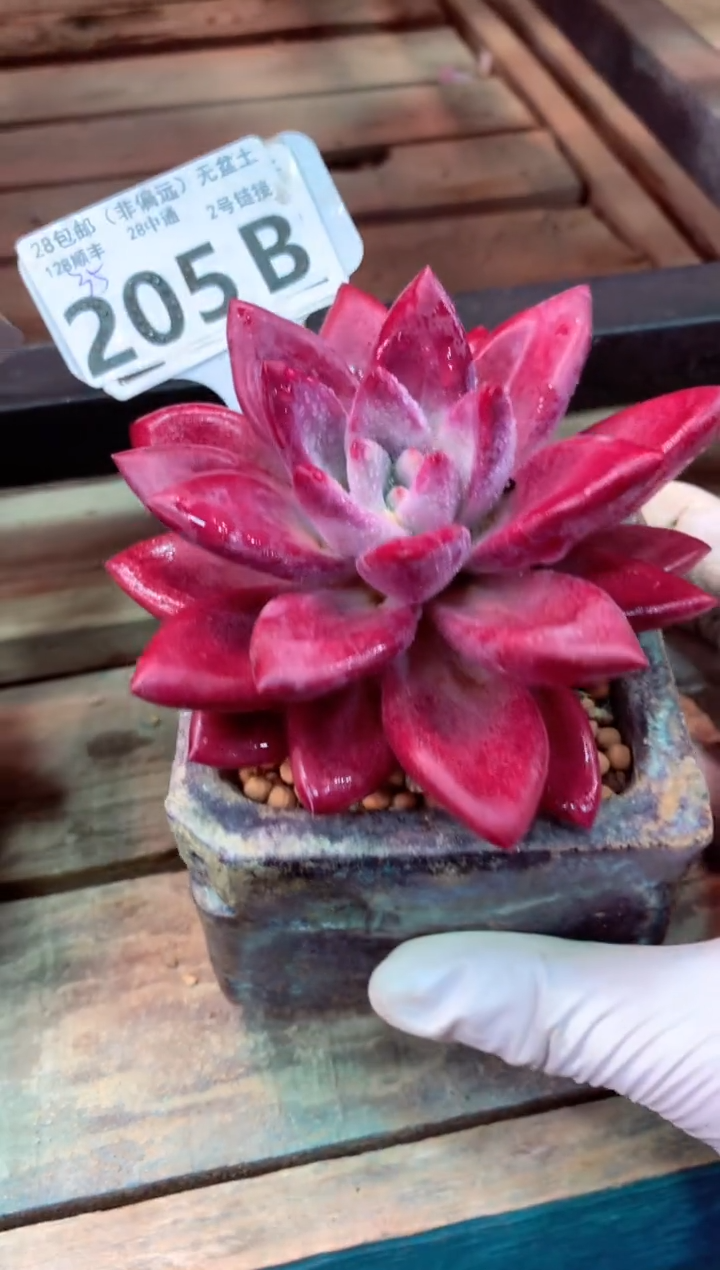 205B（一物一拍，精品多肉，w所见即所得 ）