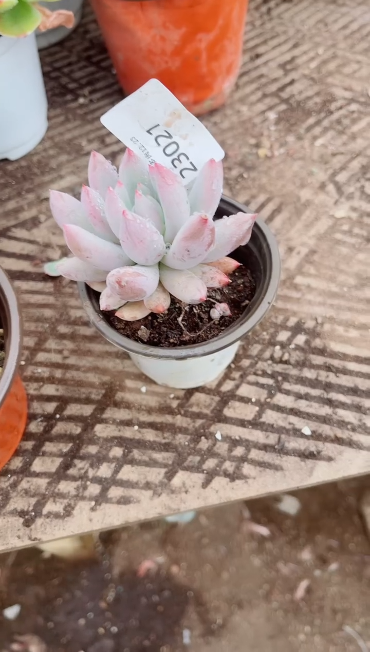 叮**?跃跃精品多肉23021