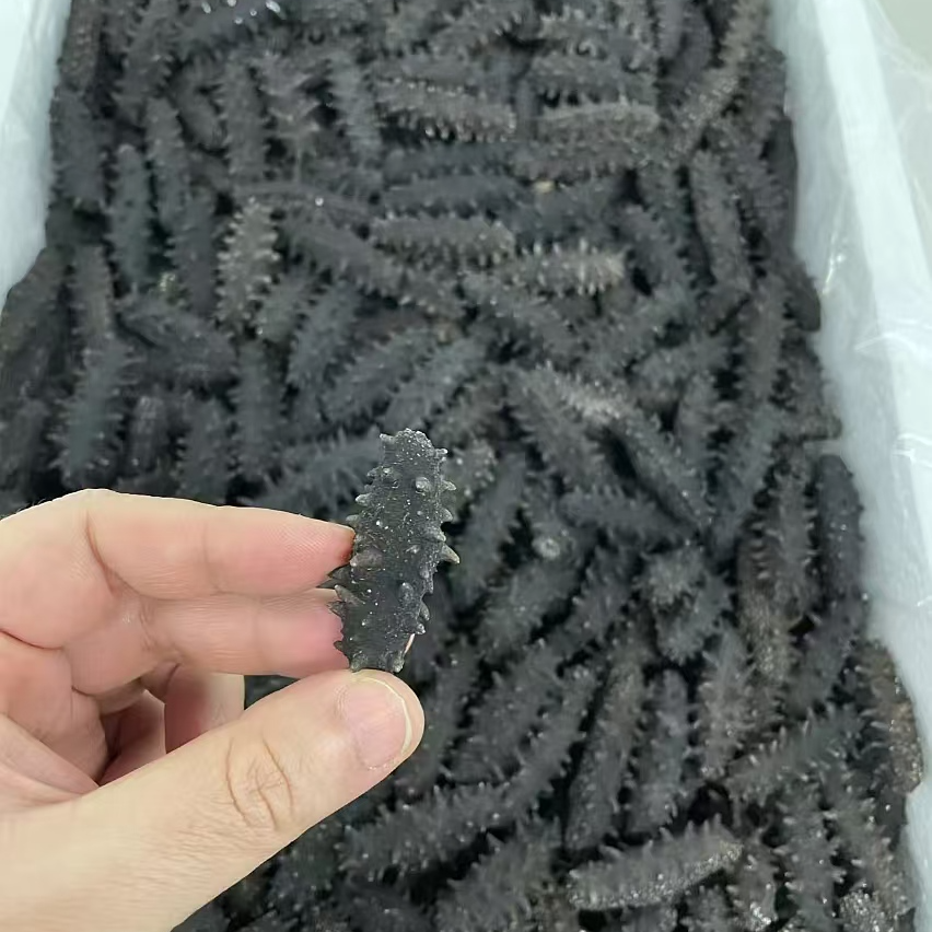 福建海参一头 做对比用