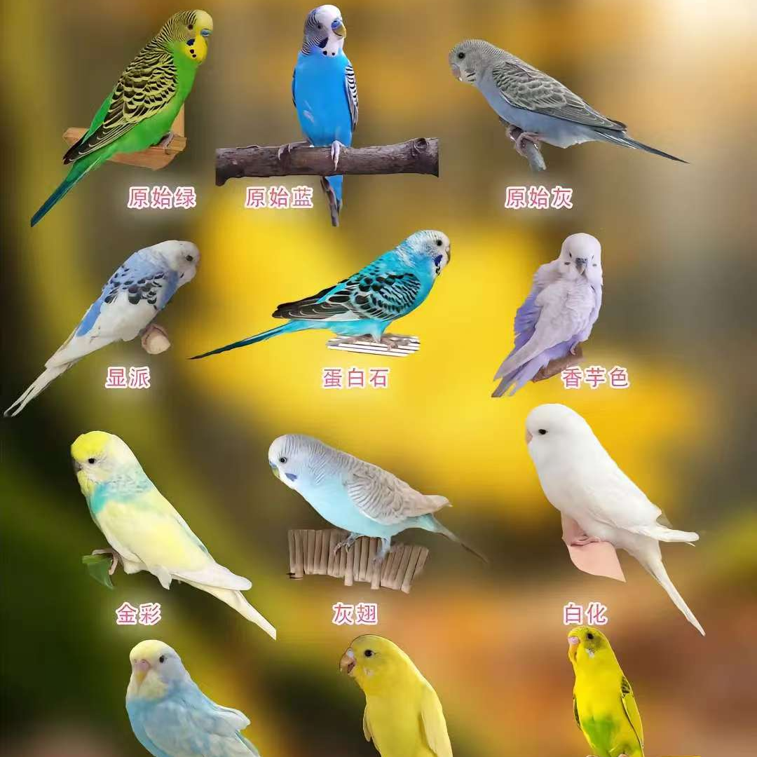 虎皮大头金彩牡丹随机（开箱不退不换包邮包活到家）