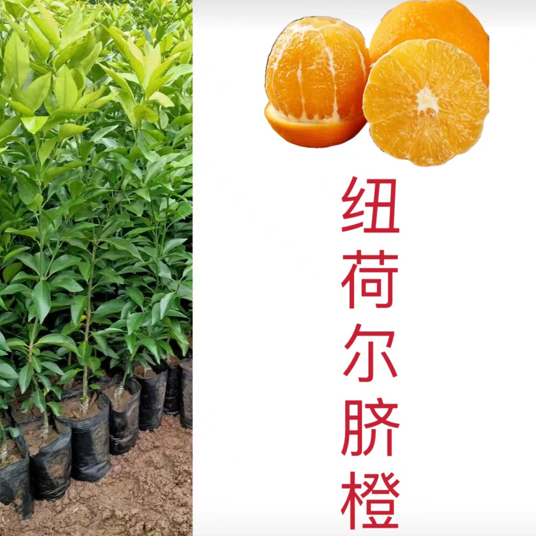 【纽荷尔脐橙】无纺布原杯原土盆栽地栽苗
