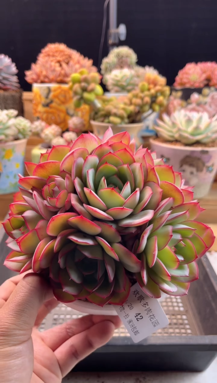 【闪购商品】1.20-42牡丹亭捧花