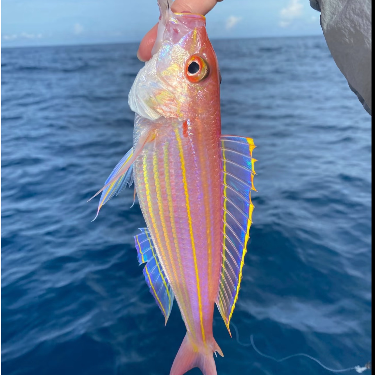 汕尾本港（3-4条/斤）深海海钓野生红杉鱼（金线鱼）新鲜现捕到手3斤