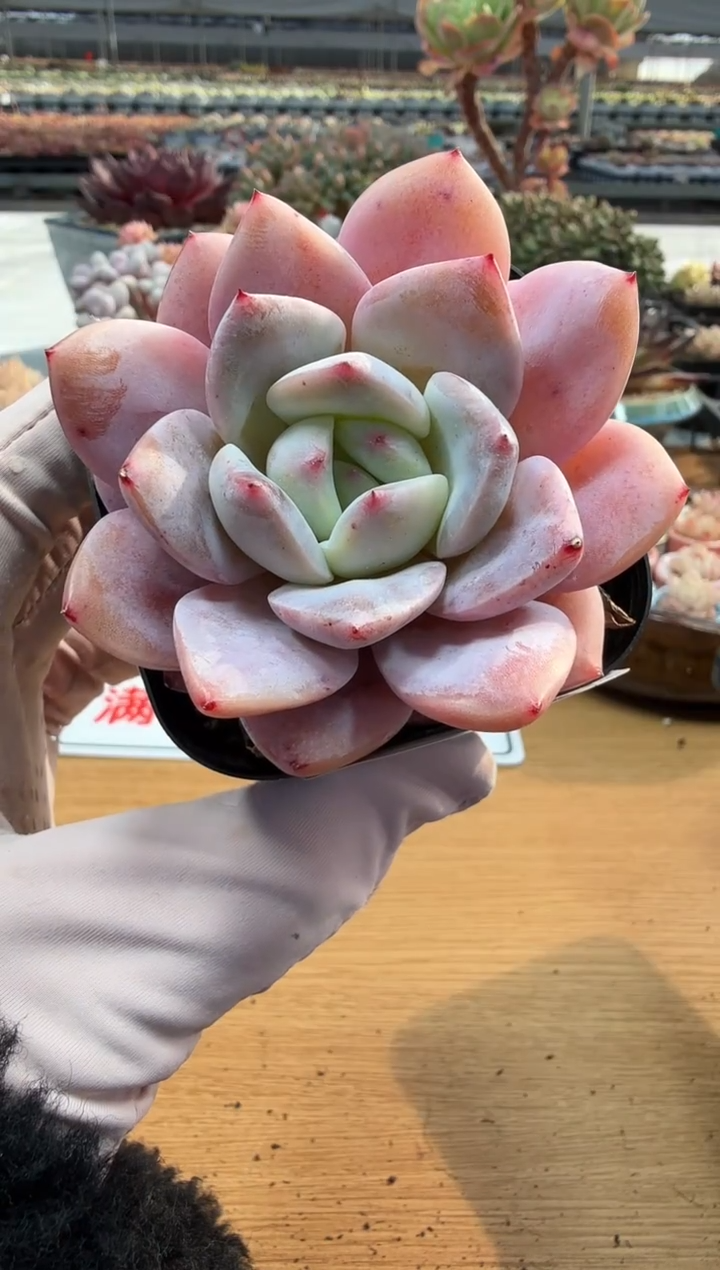 东云多肉园二店-222