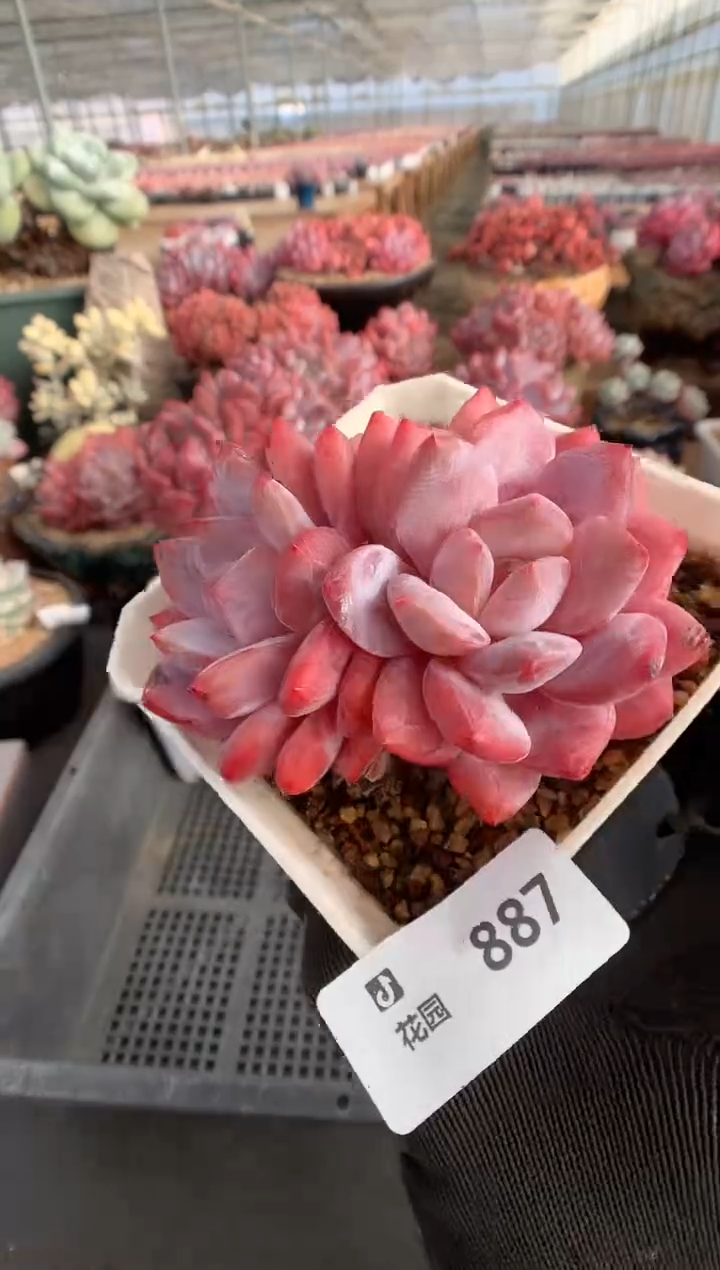 887雪天使一物一拍