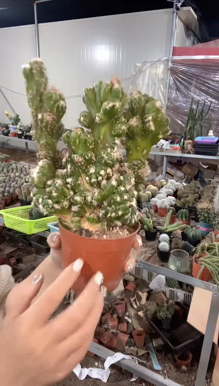 白马山影仙人球 