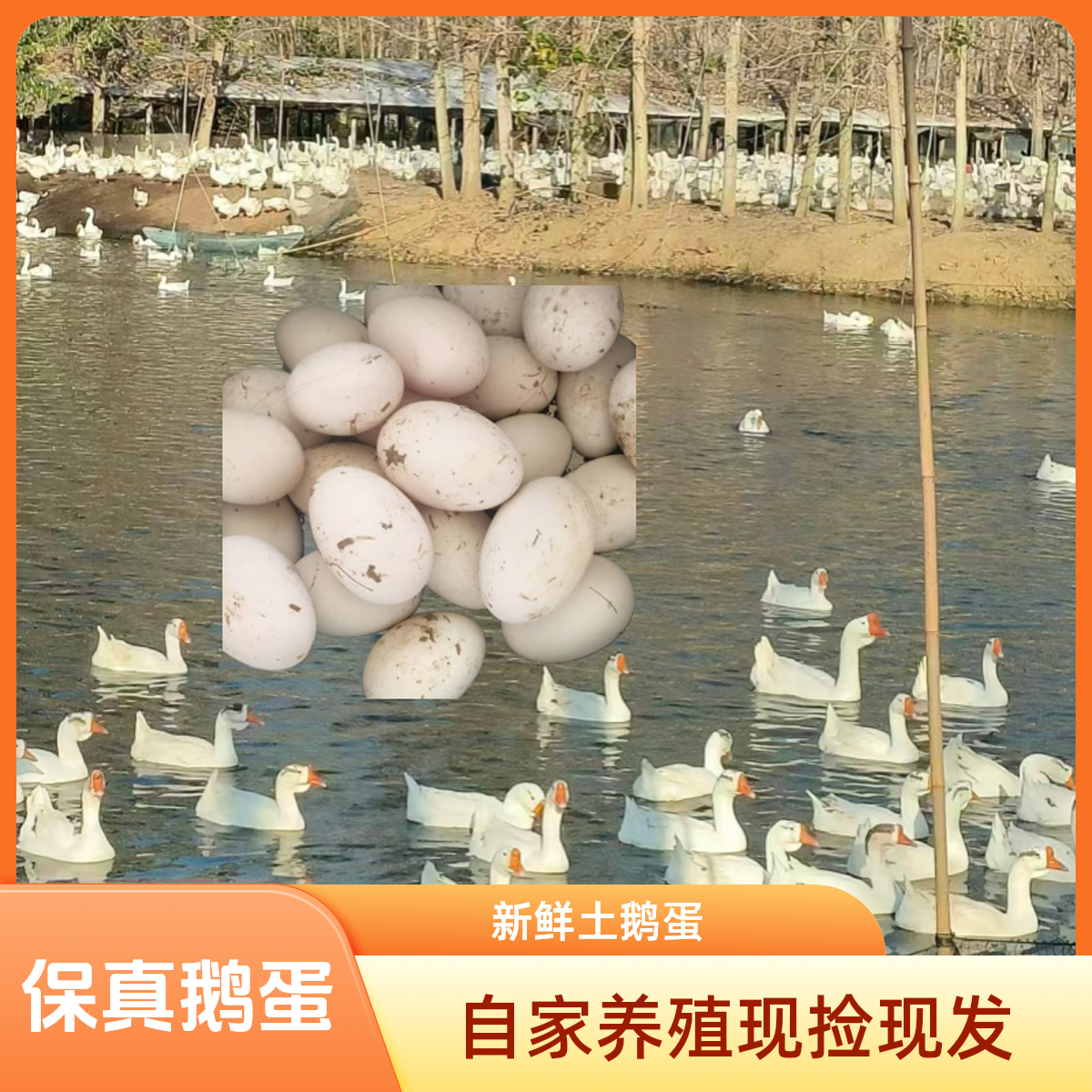 新鲜土鹅蛋农家生态散养新鲜鹅蛋五谷喂养现捡现发