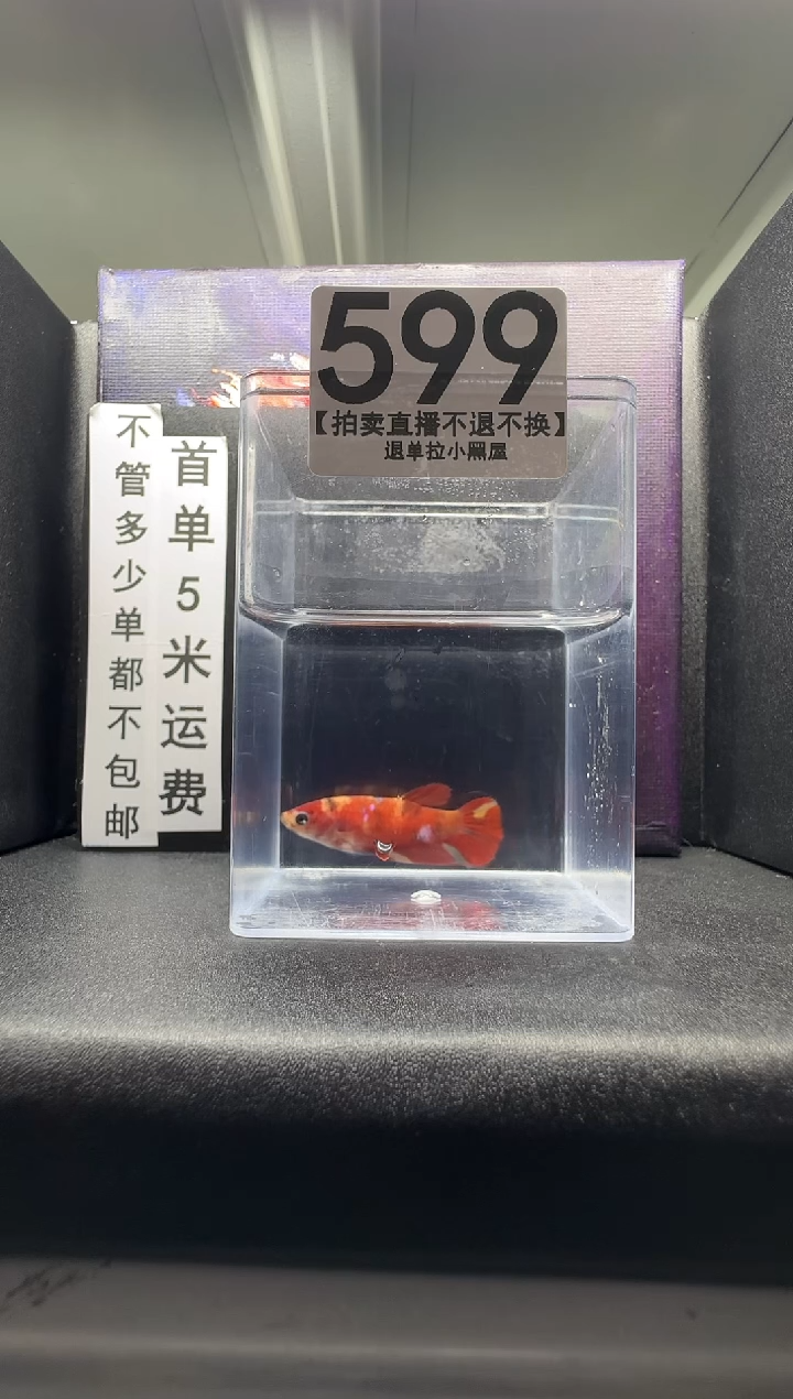斗鱼母鱼编号：599