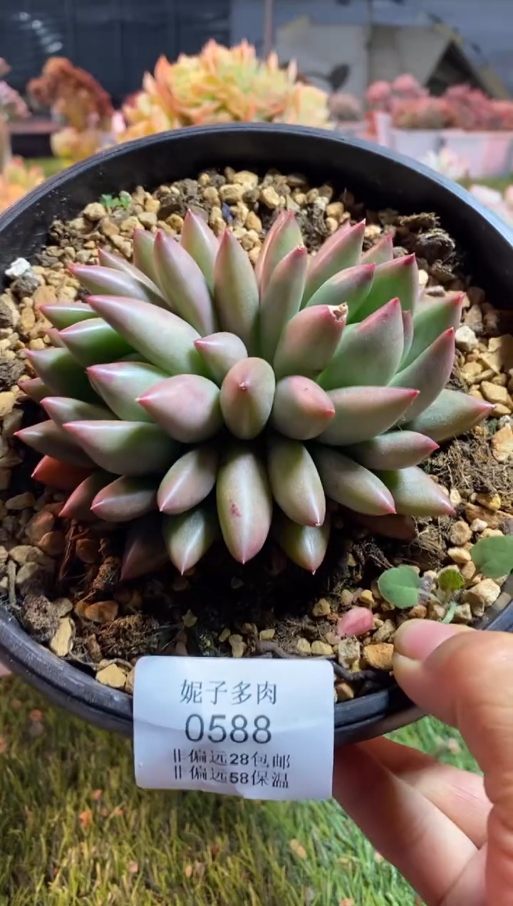 【闪购商品】0558a