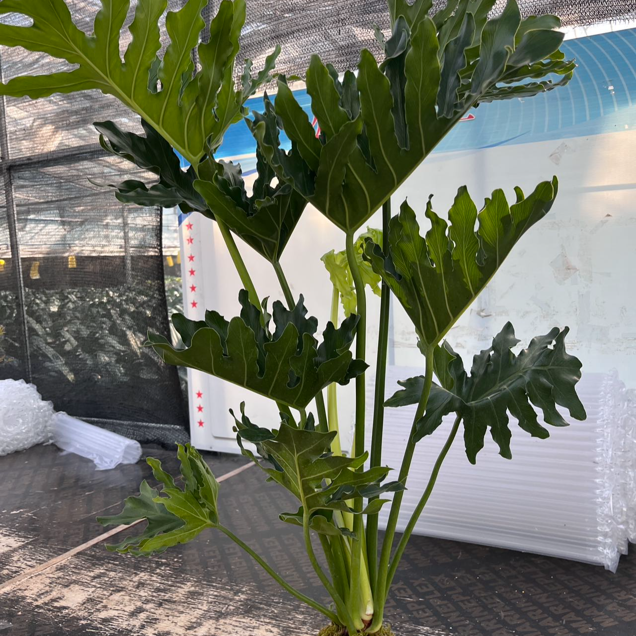 室内好养的苔藓球春羽盆栽花卉可净化空气吸甲醛