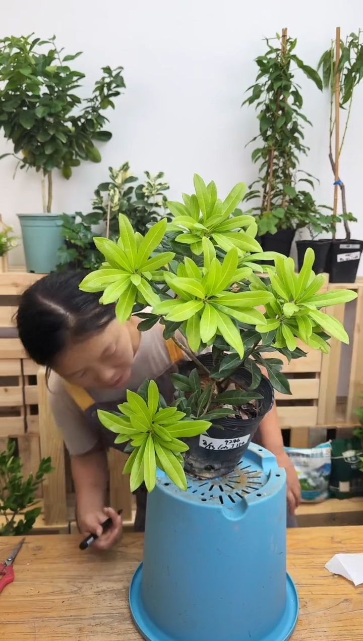 竹*东魁杨梅 一物一拍 GSJ110