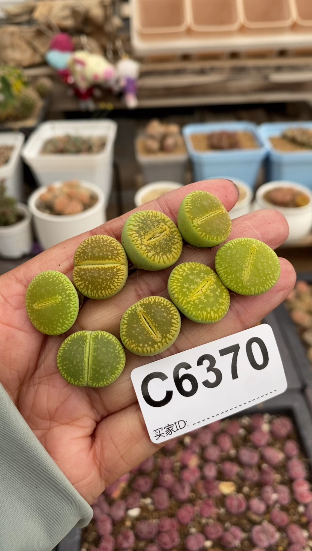 6370直播一物一拍