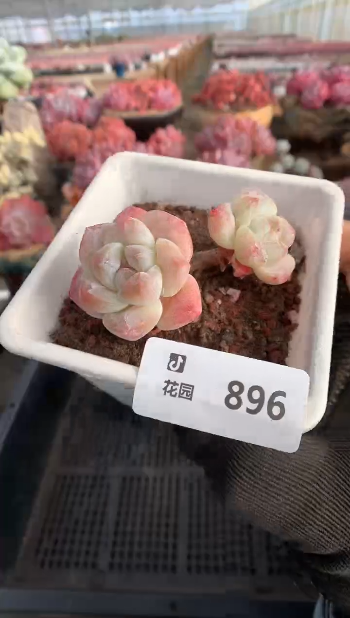 896冰玉一物一拍