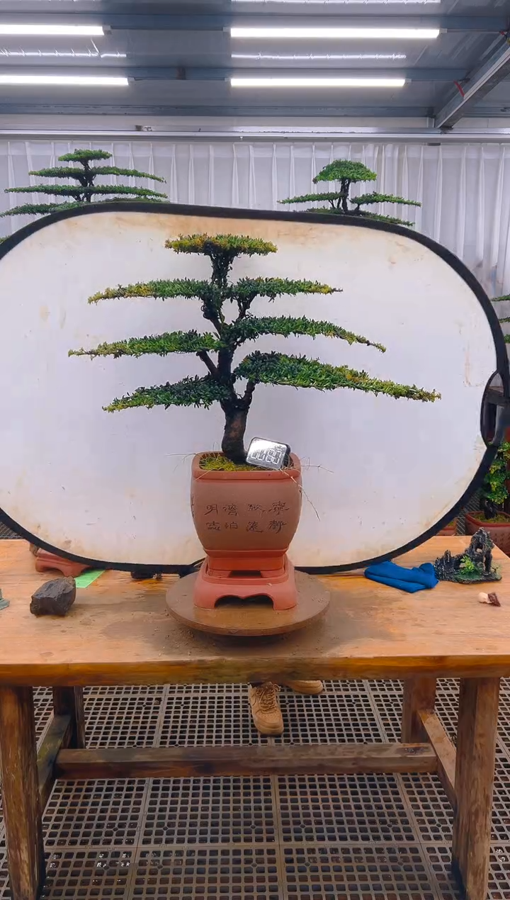 无花朵精品盆景直播间一物一拍