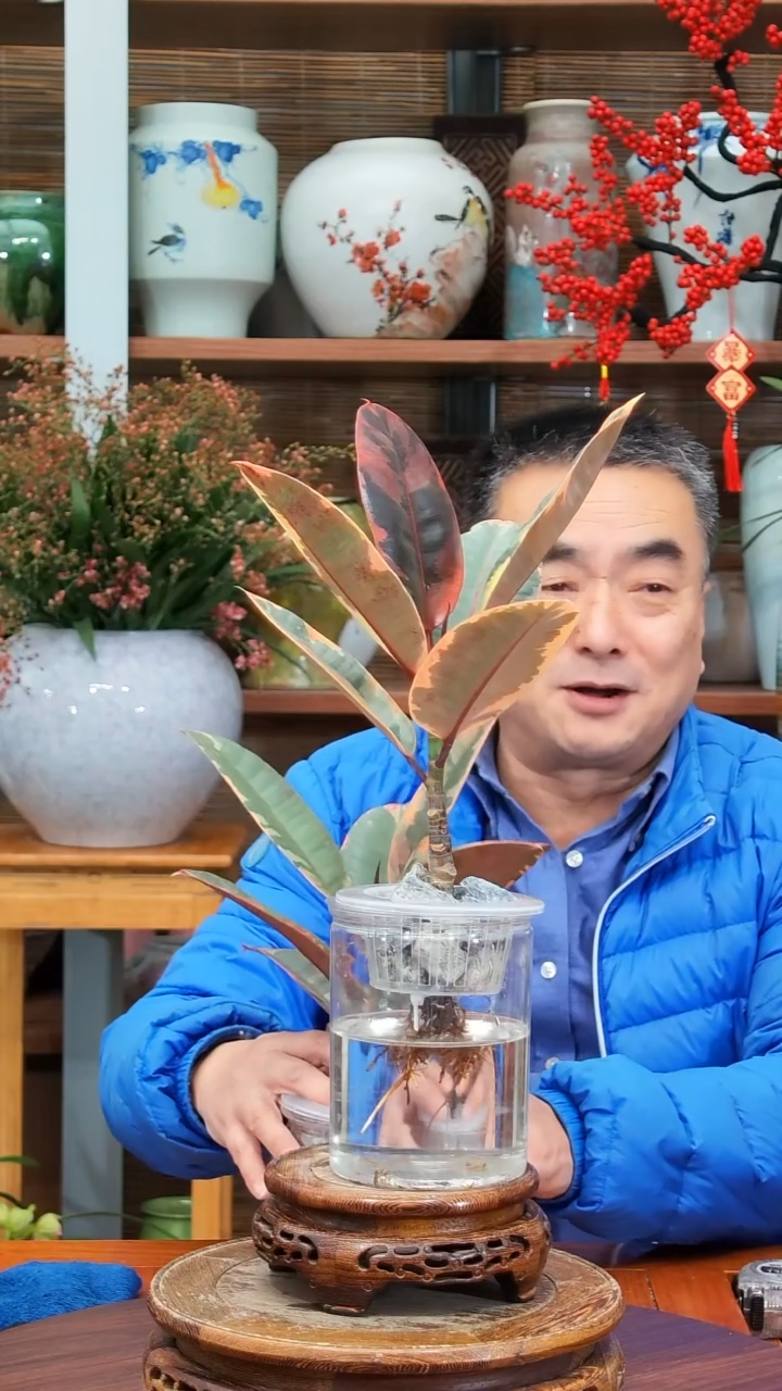 无花朵✨****✨水之韵水培红关公不带瓶