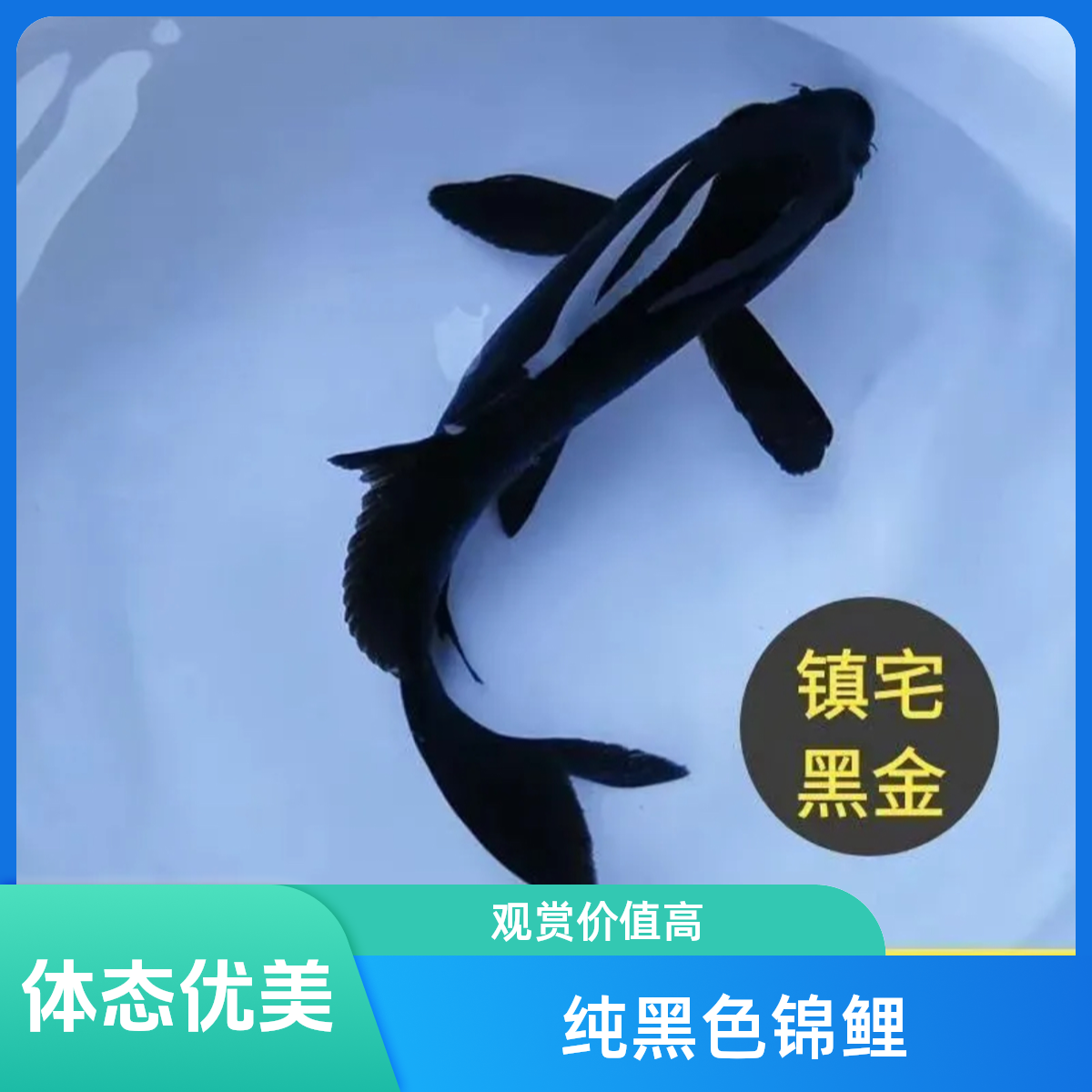 （纯色大老黑）大尺寸锦鲤鱼活体冷水淡水好养耐活渔场直发5-35cm