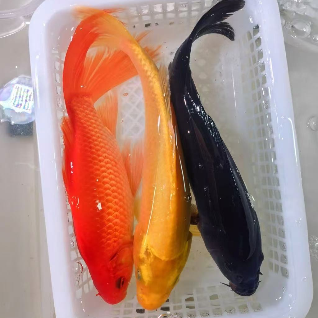 大3条组合【黑红黄白】15-18公分冷水观赏锦鲤草金混搭