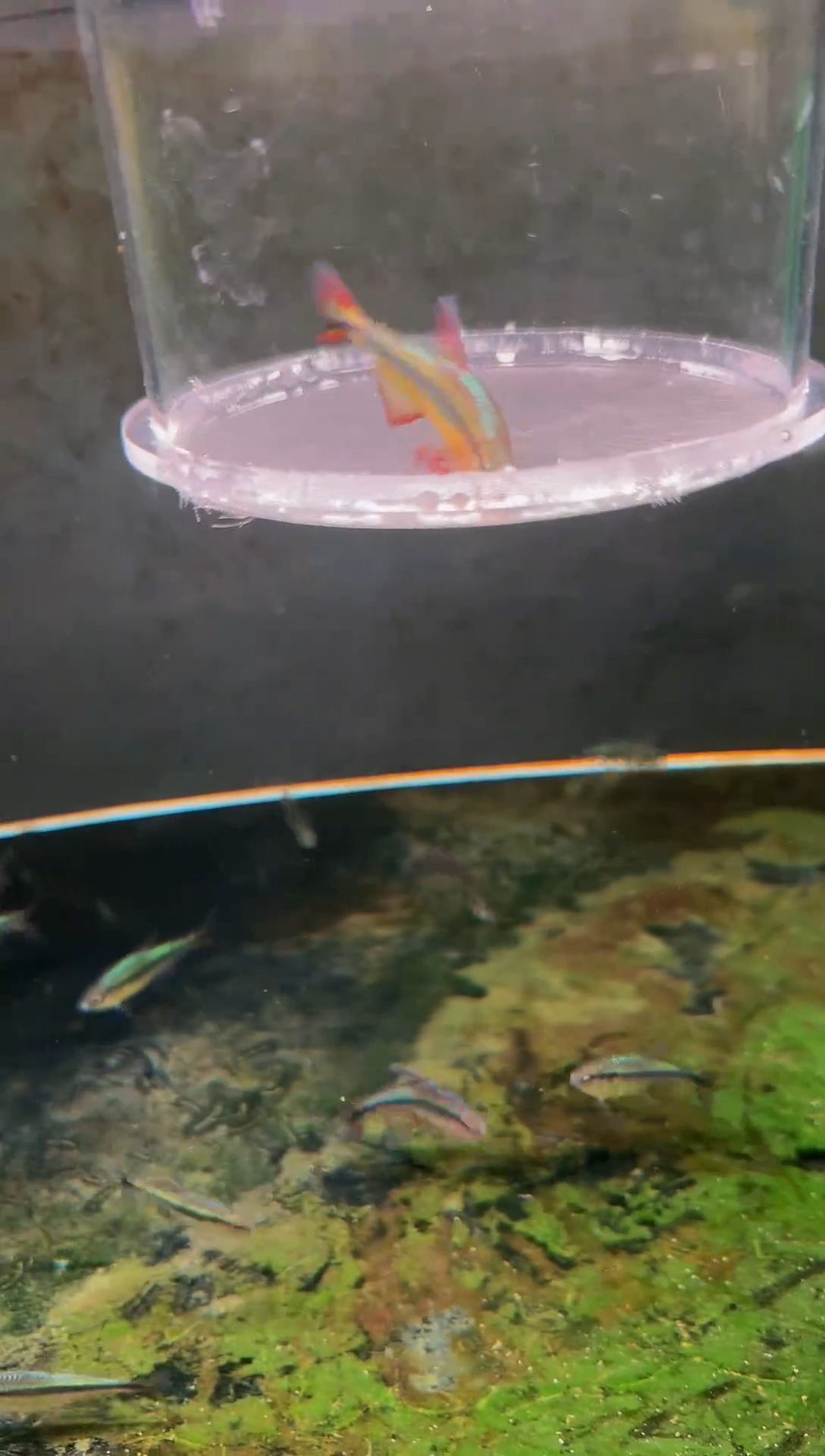 灯科鱼独***醉黄彩蓝缎带*1