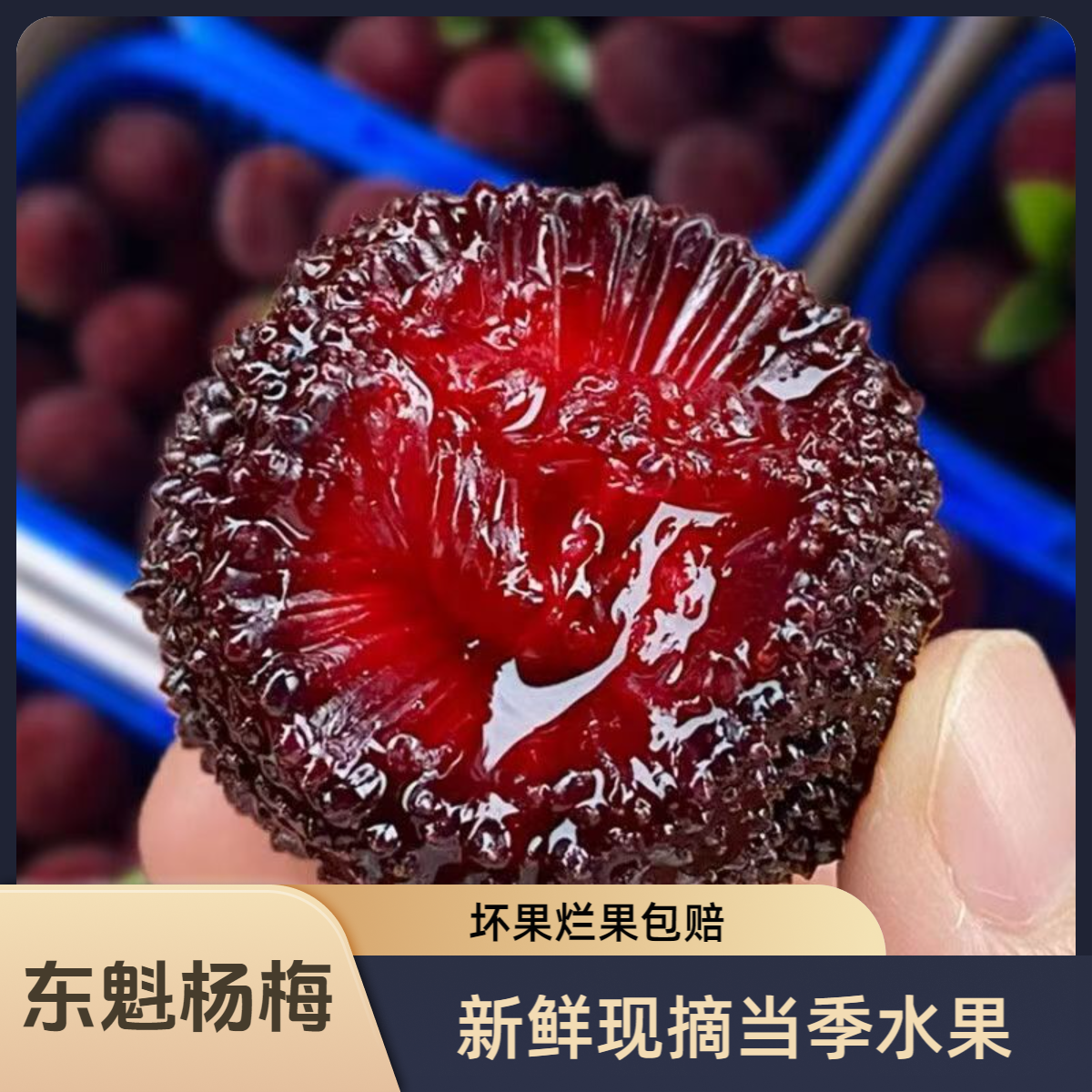 【东魁杨梅】老树福建浮宫东魁杨梅新鲜采摘孕妈妈水果爆汁3