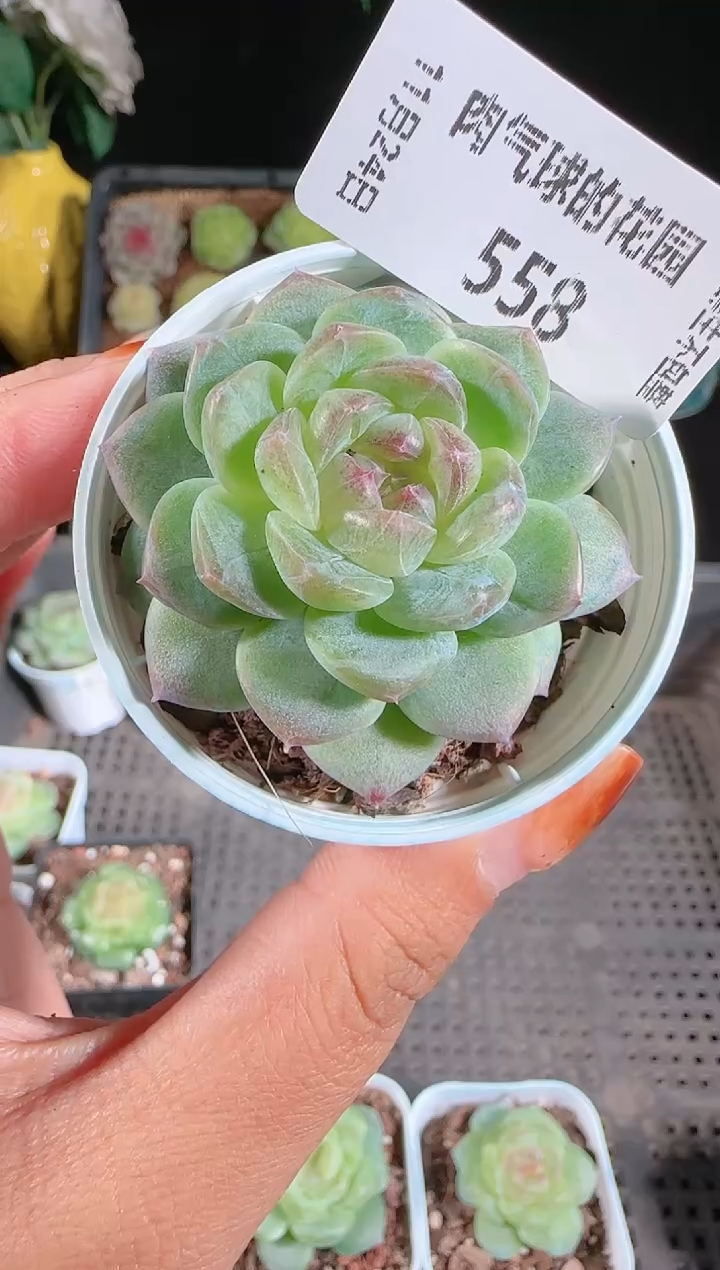 1124-558p3-9群生不包整