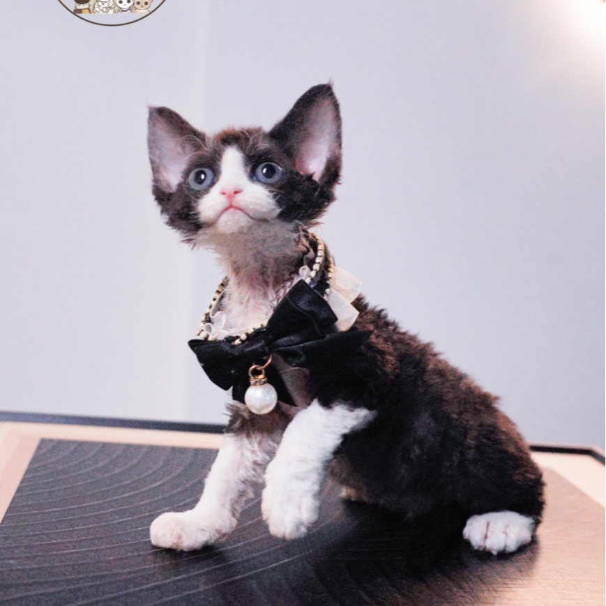 黑白妹妹 2个月 德文卷毛猫