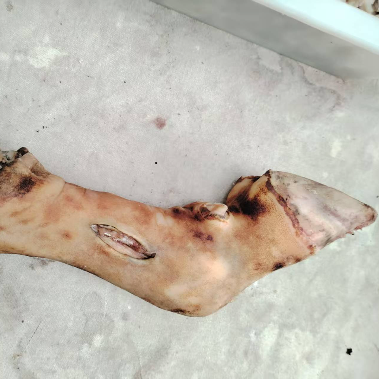 带皮带筋土牛脚—现称