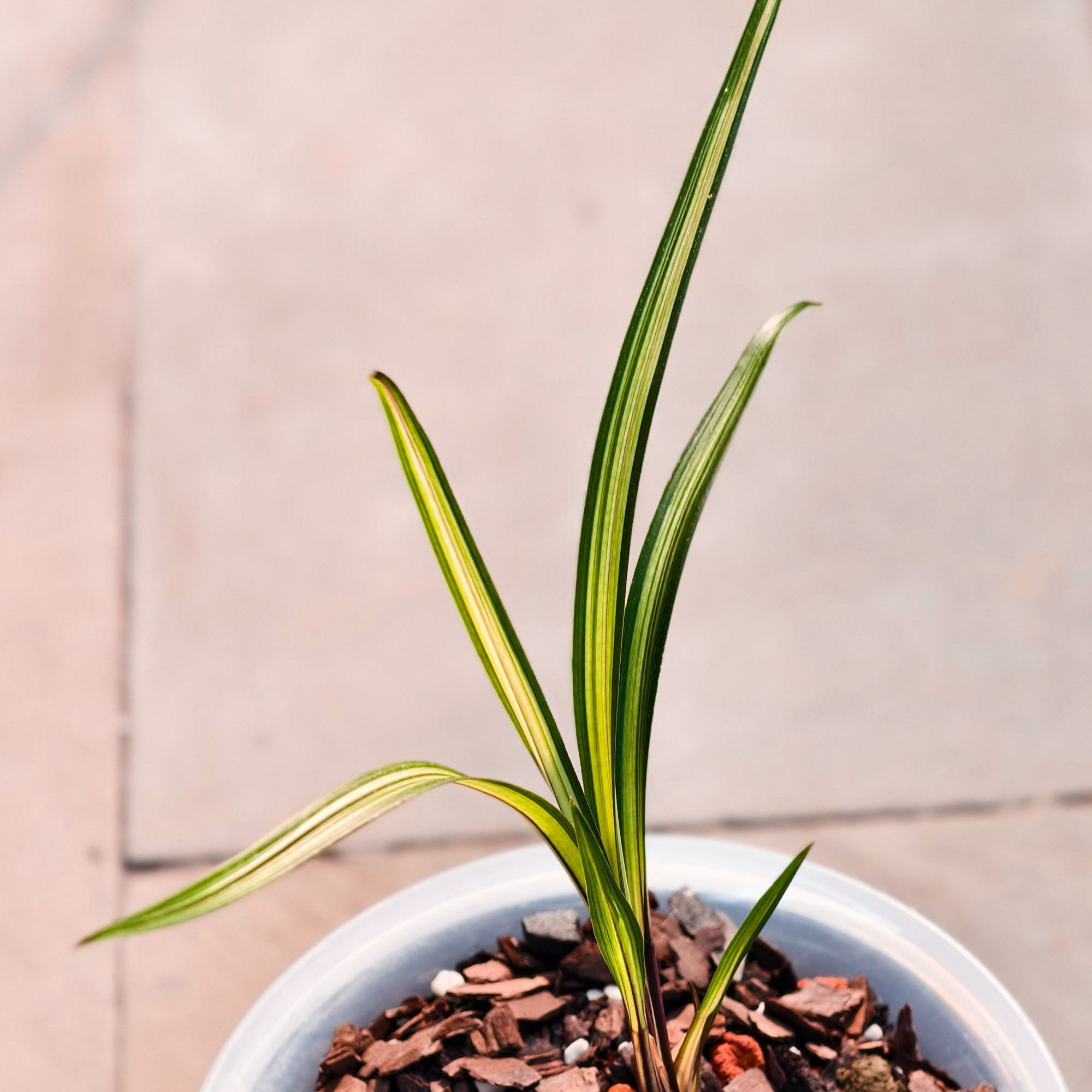 赵鹏推荐--高端铭品 秋芝新种